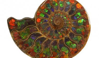 Vỏ ốc hóa thạch (Ammolite)