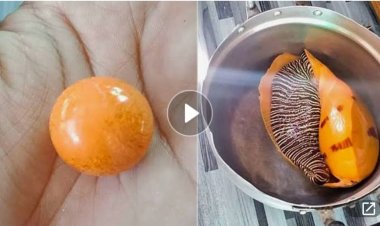 Cắn trúng viên ngọc trai màu cam tiền tỉ khi đang ăn ốc luộc