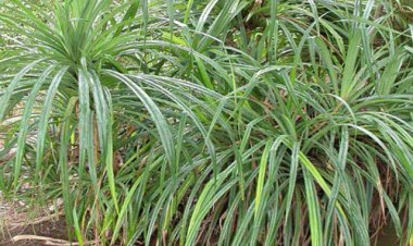 Loài cây giúp thợ mỏ khai thách đá quý  kim cương chỉ ra vị trí chính xác có kim cương ở đó