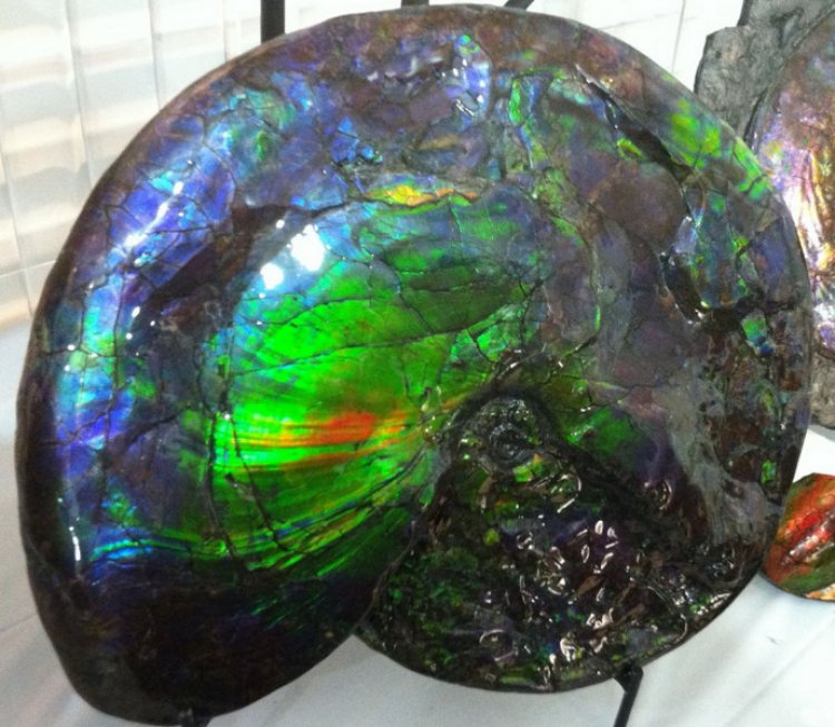 Vỏ ốc hóa thạch (Ammolite)
