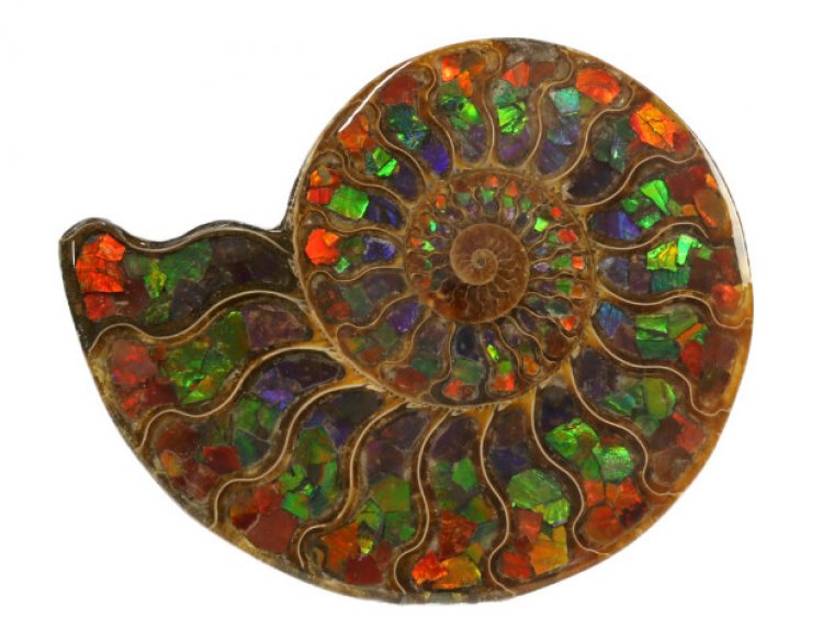 Vỏ ốc hóa thạch (Ammolite)