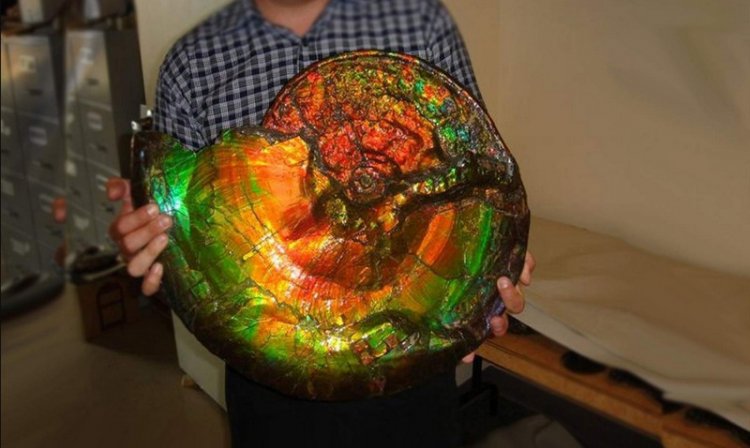 Vỏ ốc hóa thạch (Ammolite)