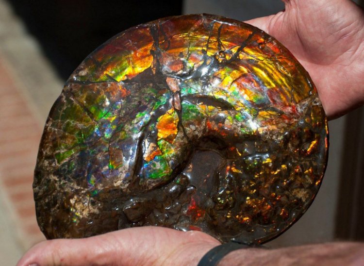 Vỏ ốc hóa thạch (Ammolite)
