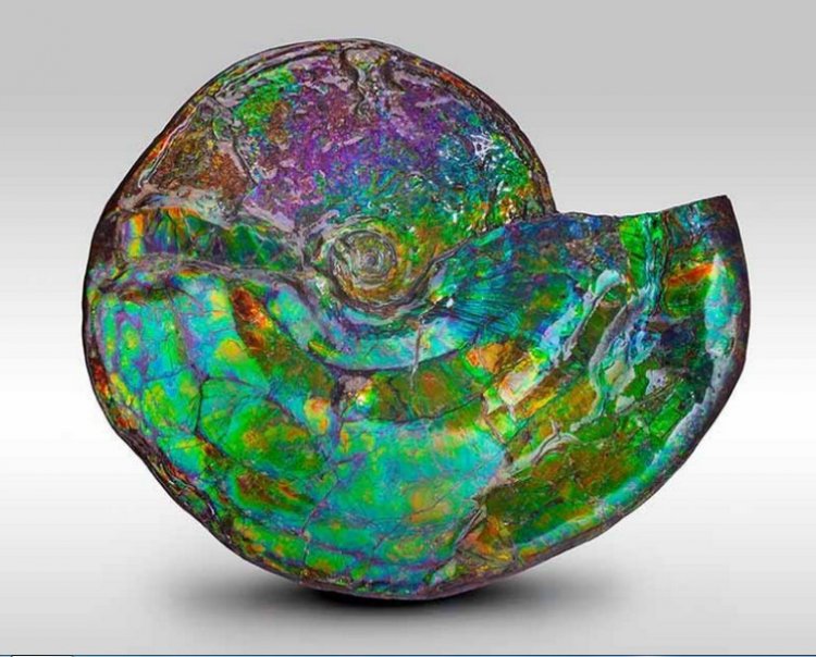 Vỏ ốc hóa thạch (Ammolite)