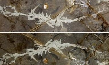 Tìm ra hóa thạch cỏ quý hiếm 125 triệu năm tại Trung Quốc