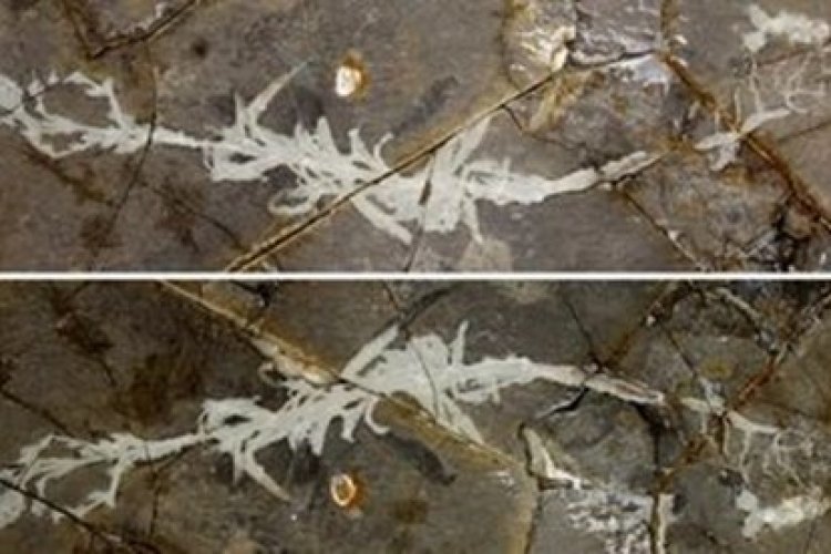 Tìm ra hóa thạch cỏ quý hiếm 125 triệu năm tại Trung Quốc