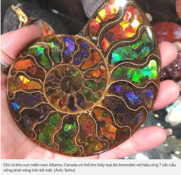 Ammonite, đá Ammolite