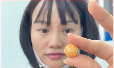 Một người dân ở Vũng Tàu giao bán viên ngọc 8 tỷ đồng từ ốc giác hay còn có tên gọi khác là ốc hoàng đế.