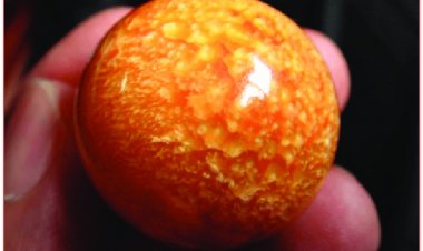 Ngọc ốc giác (Melo Pearl)