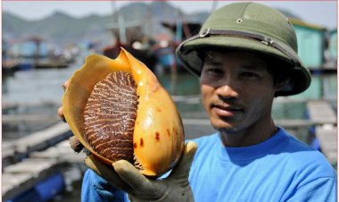 What’s a Melo Melo Pearl and Why is it So Valuable?