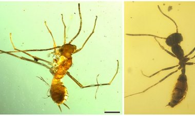 Hổ phách 100 triệu năm chứa 'côn trùng giả kiến'