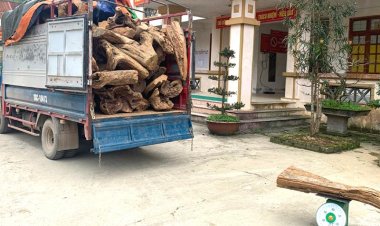 Bắt giữ số lượng lớn gỗ ngọc am và bách xanh