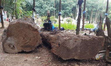 Đào được khúc gỗ dưới ruộng, báo chính quyền, công an vẫn tạm giữ