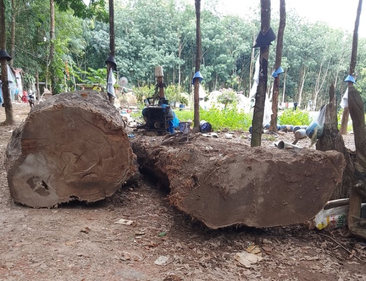 Đào được khúc gỗ dưới ruộng, báo chính quyền, công an vẫn tạm giữ