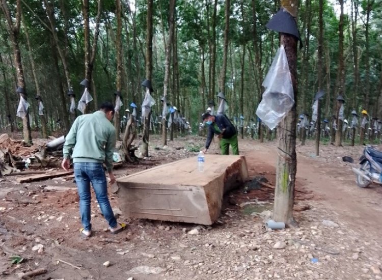 Đào được khúc gỗ dưới ruộng, báo chính quyền, công an vẫn tạm giữ