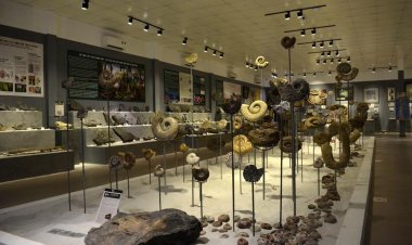 Triển lãm tại bảo tàng hóa thạch đầu tiên và duy nhất ở Việt Nam