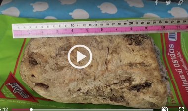 Ngư dân nhặt được khối long diên hương trôi dạt vào một bãi biển có trị giá 130.000 USD