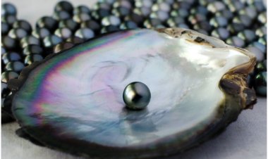 Ngăn chặn kịp thời vụ lừa đảo liên quan đến chiếc nhẫn ngọc trai