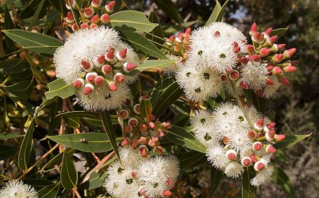 Cây bạch đàn có thể hút vàng lên lá