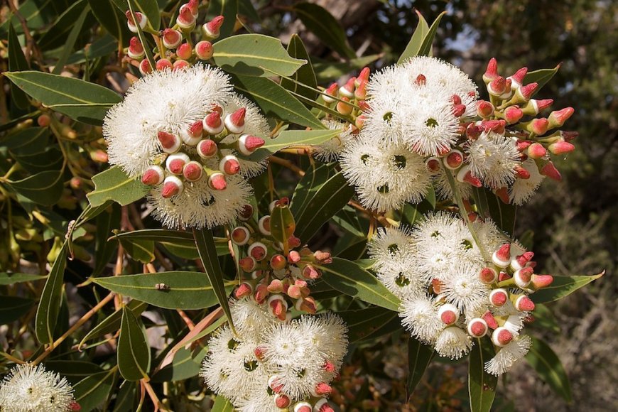 Cây bạch đàn có thể hút vàng lên lá