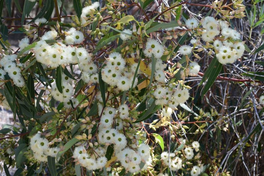 Cây bạch đàn có thể hút vàng lên lá