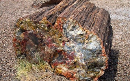 Nhặt khúc gỗ mục ven đường, người đàn ông tròn mắt vì nó biến thành thứ quý như vàng