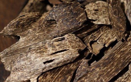 Xu Hướng Thị Trường Trầm Hương Hiện Nay: Phân Tích và Dự Báo