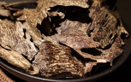 Hướng Dẫn Đầu Tư vào Trầm Hương: Cơ Hội, Rủi Ro và Lưu ý Quan Trọng