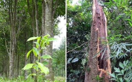 Khám Phá Lịch Sử và Nguồn Gốc Của Trầm Hương: Từ Thời Cổ Đại Đến Hiện Đại