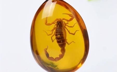 Hổ Phách - Viên Nang Thời Gian Tự Nhiên